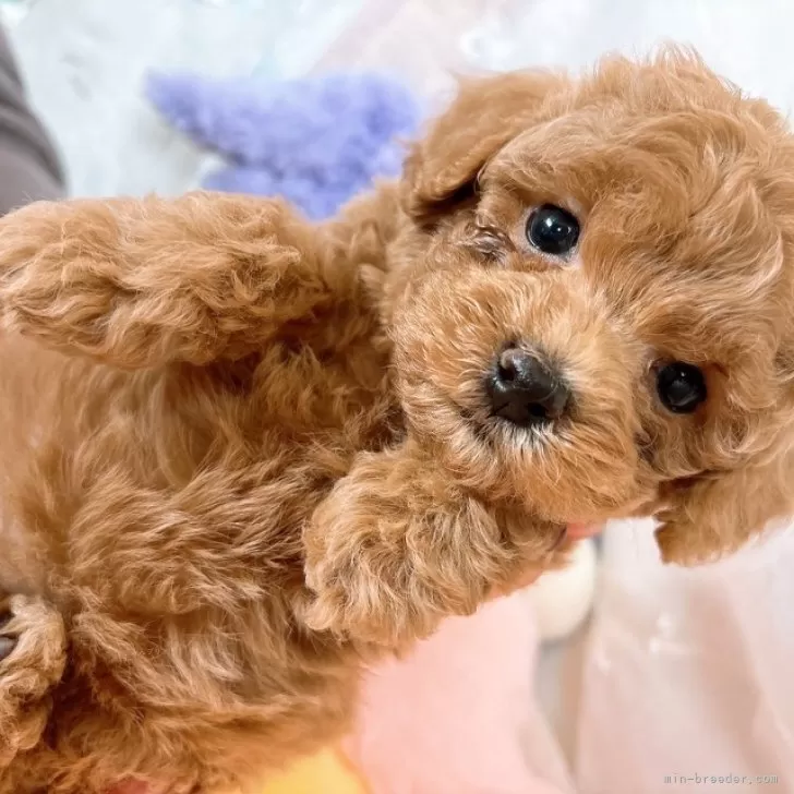 ID:2404-02715の子犬
