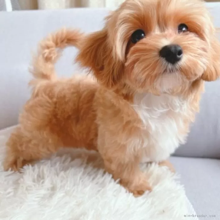 ID：2404-03869の子犬
