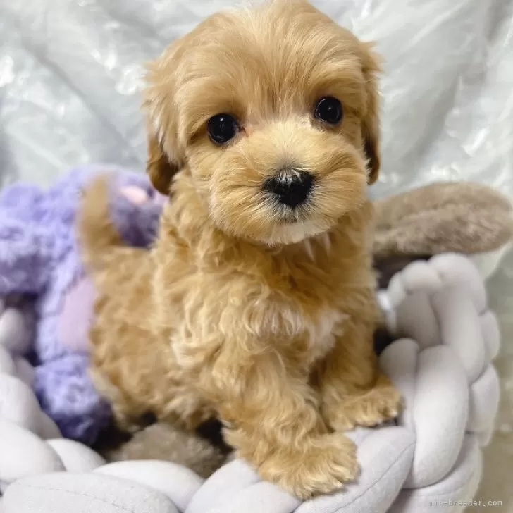 ID：2403-06708の子犬