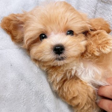 マルプー(マルチーズ×トイプードル)【群馬県・男の子・2024年6月17日・アプリコット】の写真「ご家族が決まりました🌸」
