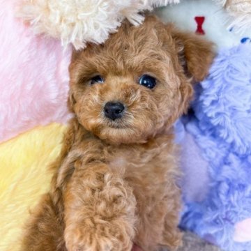 トイプードル(タイニー)【群馬県・女の子・2024年2月21日・レッド】の写真「ご家族が決まりました🌸」