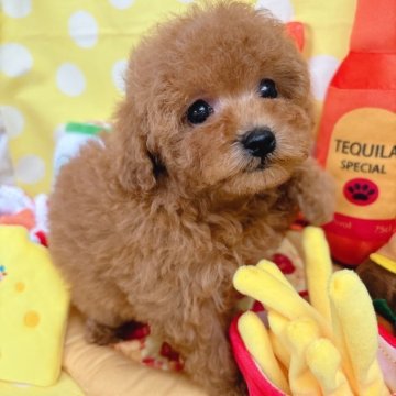 トイプードル(ティーカップ)【群馬県・女の子・2024年2月23日・レッド】の写真「ご家族が決まりました🌸」