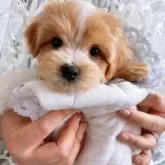 マルプー(マルチーズ×トイプードル)【群馬県・男の子・2024年2月10日・アプリコット】の写真5