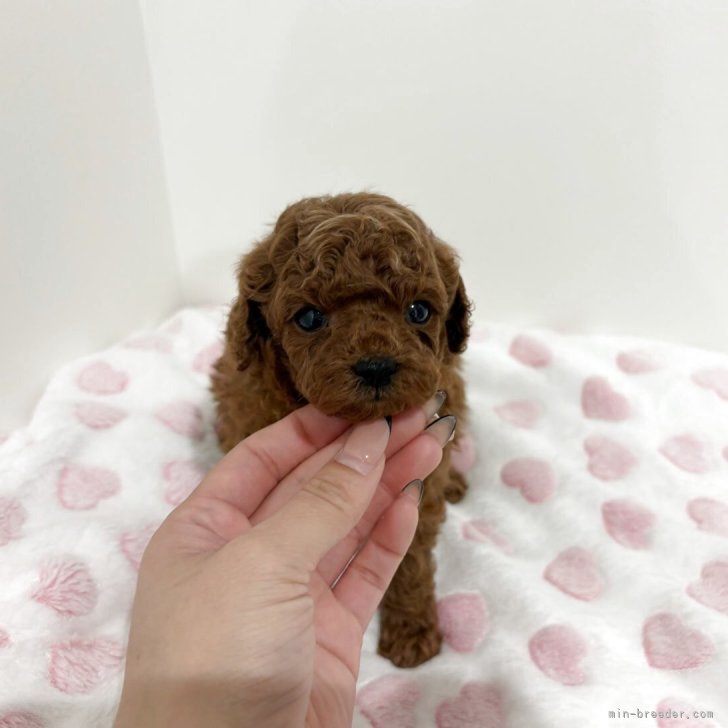 ブリーダー画像