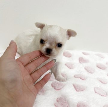 チワワ(ロング)【群馬県・男の子・2025年9月16日・クリーム】の写真「おっとりした男の子💙」