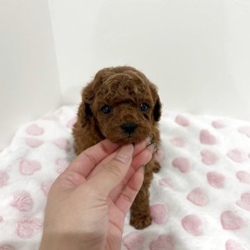 トイプードル(トイ)【群馬県・男の子・2025年9月29日・レッド】の写真「おとなしい男の子💙」