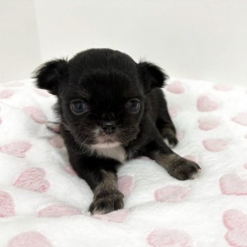 チワワ(ロング)【群馬県・女の子・2025年9月16日・ブラックホワイト】の写真「クリクリした目が可愛い🩷」