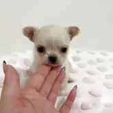 チワワ(ロング)