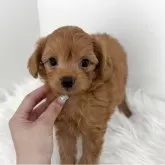 チワプー(チワワ×トイプードル)【群馬県・男の子・2025年5月9日・アプリコット】の写真1