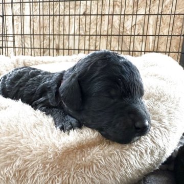 スタンダードプードル【東京都・女の子・2025年10月26日・ブラック】の写真「ミディアムサイズ予想！1番美人な女の子」