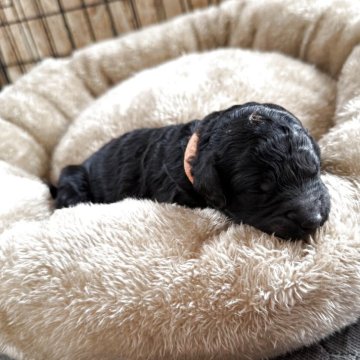 スタンダードプードル【東京都・女の子・2025年10月26日・ブラック】の写真「ミディアムサイズ予想！おしりだけファントムカラー！」