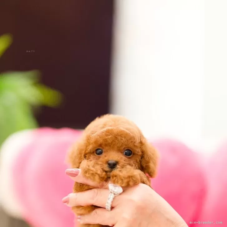 S.Y 様のお迎えした子犬