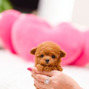 トイプードル(ティーカップ)【千葉県・女の子・2025年8月23日・レッド】の写真「お鼻が短くクリッとしたお目々です🎶」