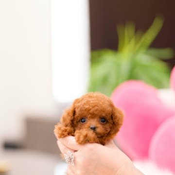 トイプードル(ティーカップ)【千葉県・女の子・2025年9月12日・レッド】の写真「🍒姉妹(女の子２匹)見学可能です🍒」