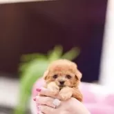 ティーカッププードル