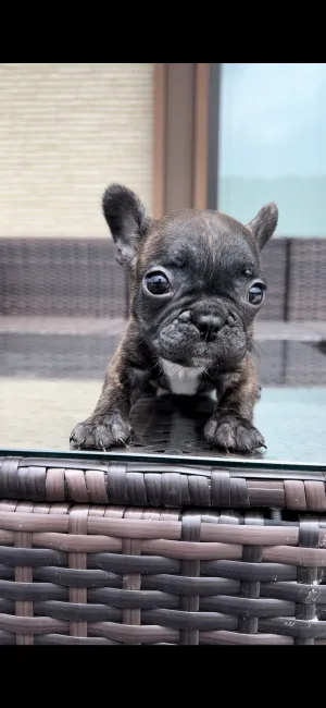 ID：2205-01281の子犬