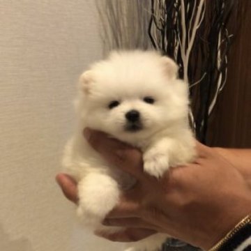 ポメラニアン【福岡県・女の子・2023年8月29日・ホワイト】の写真「☆最強モコふわチャオリヤ血統☆」