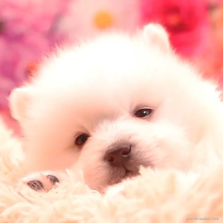ID:2501-07749の子犬