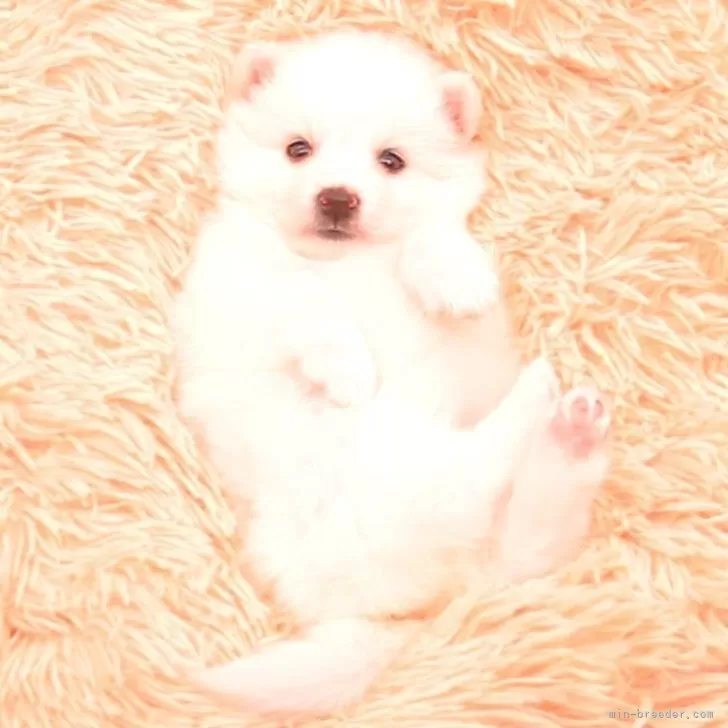 ID：2511-05960の子犬