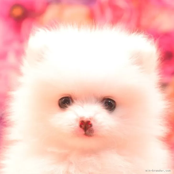 ID:2508-02369の子犬