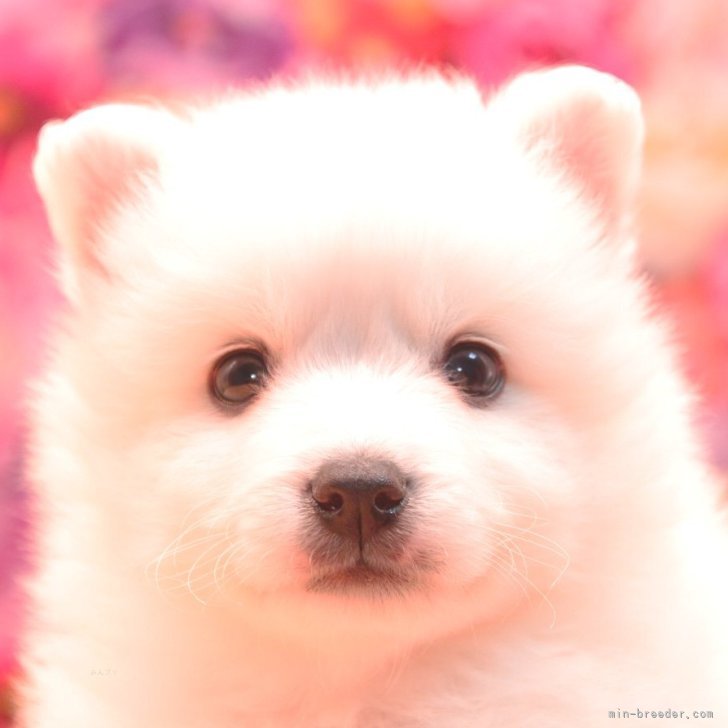 ブリーダー画像