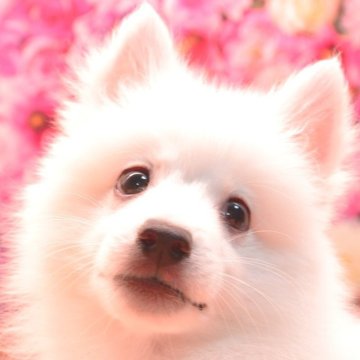 日本スピッツ【茨城県・男の子・2025年7月16日・ホワイト】の写真「【お座り】習得済み！」