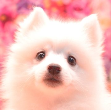 日本スピッツ【茨城県・女の子・2025年7月24日・ホワイト】の写真「ワクチン1回目【無料】！」