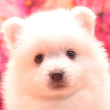 日本スピッツ【茨城県・女の子・2025年7月16日・ホワイト】の写真「詳しくは動画をチェック！」
