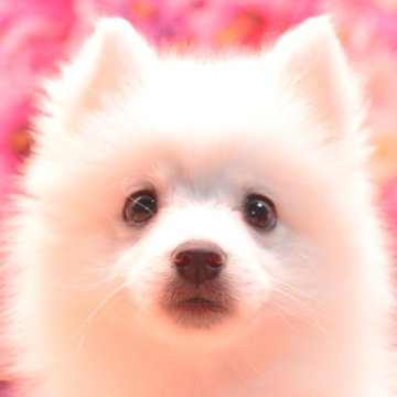 日本スピッツ【茨城県・女の子・2025年7月24日・ホワイト】の写真「ワクチン1回目【無料】!」