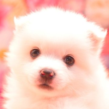日本スピッツ【茨城県・女の子・2025年7月24日・ホワイト】の写真「詳しくは動画をチェック！！」