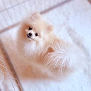ポメラニアン【茨城県・男の子・2025年3月7日・クリーム】の写真「【両親犬チャンピオン血統】お座り習得済み！!」