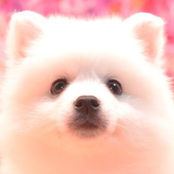 日本スピッツ【茨城県・男の子・2025年9月5日・ホワイト】の写真「詳しくは動画をチェック！」