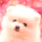 ポメラニアン