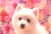 日本スピッツ【茨城県・女の子・2025年3月14日・ホワイト】の写真3