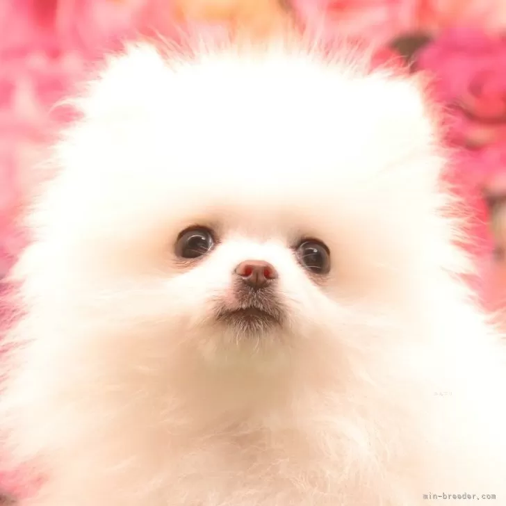 ID：2402-02259の子犬