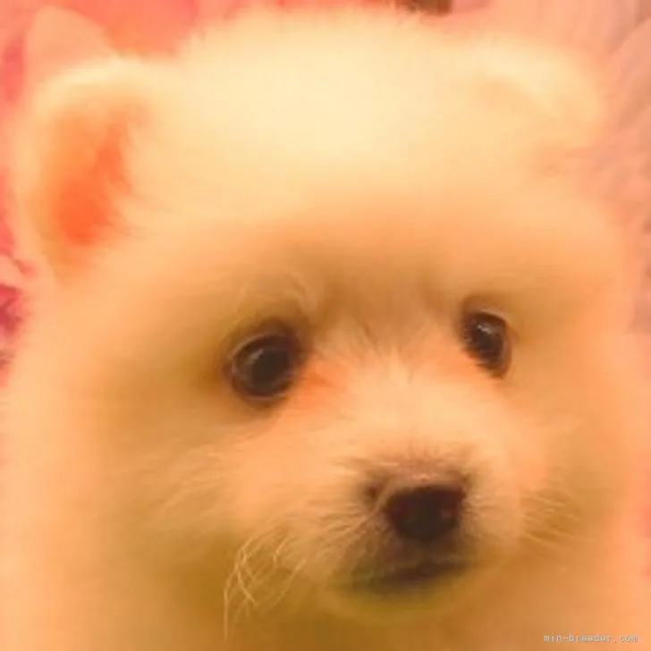 ID：2208-03280の子犬