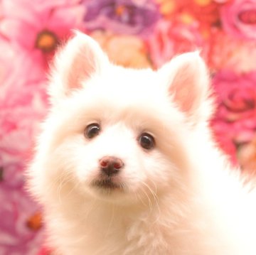 日本スピッツ【茨城県・女の子・2024年1月6日・ホワイト】の写真「お世話のしやすさは【別格】！！動画をチェック！！」