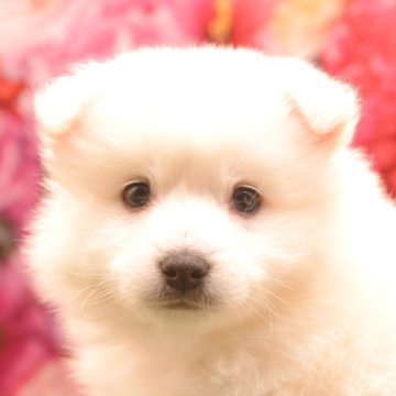 日本スピッツ【茨城県・女の子・2024年1月6日・ホワイト】の写真「「もちもち」「ぷよぷよ」です！!【動画をチェック】」