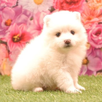 日本スピッツ【茨城県・女の子・2024年1月9日・ホワイト】の写真「詳しくは動画をチェック！！」