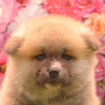 秋田犬【茨城県・女の子・2023年11月23日・赤】の写真「詳しくは動画をチェック！！」
