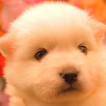 日本スピッツ【茨城県・女の子・2022年4月23日・ホワイト】の写真「初めての飼い主様も安心！親身にサポートいたします！」