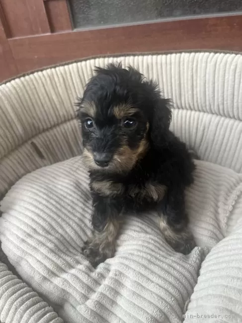 ダップー(ダックスフンド×トイプードル)【沖縄県・女の子・2025年10月14日・ブラックタン】の写真1