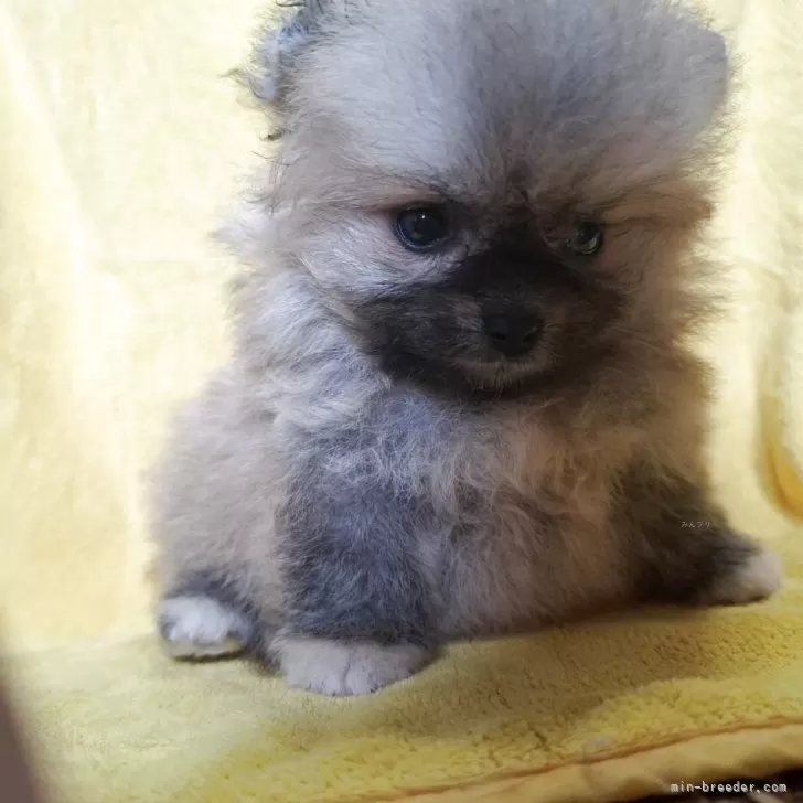 ID:2506-04214の子犬