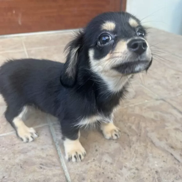 ID：2507-02434の子犬