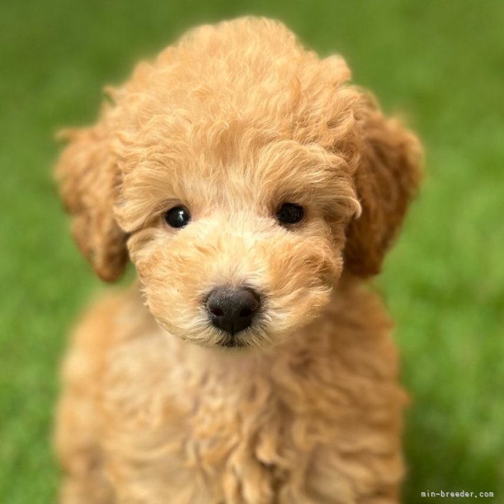 ブリーダー画像