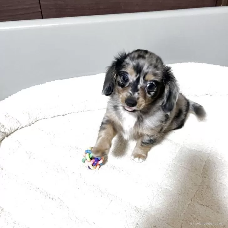 ID：2505-07419の子犬