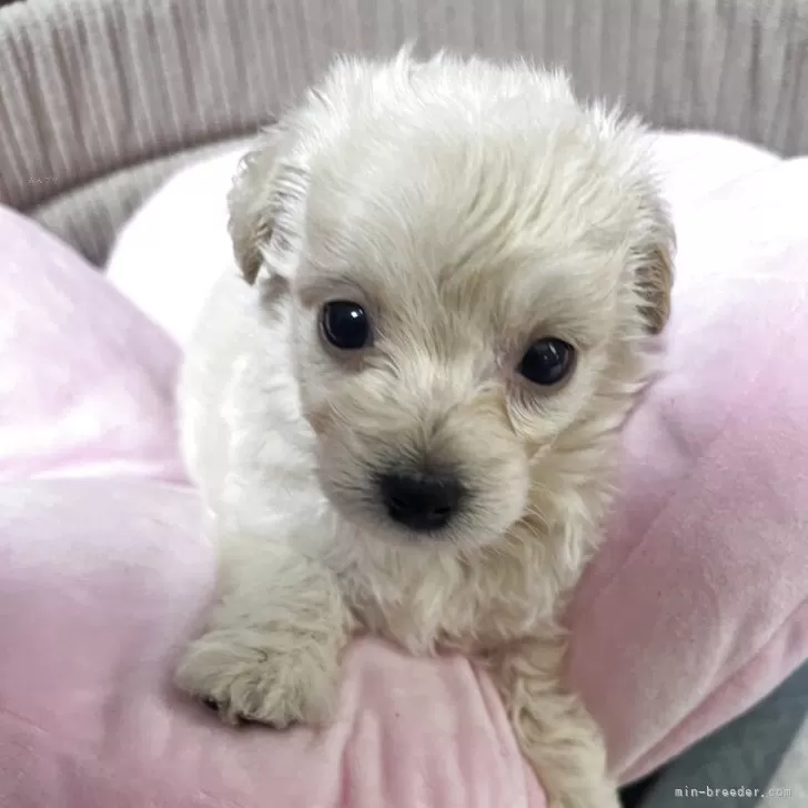 ID：2507-02439の子犬
