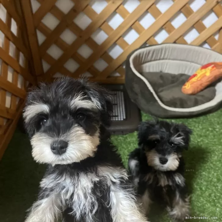 ID：2507-02445の子犬