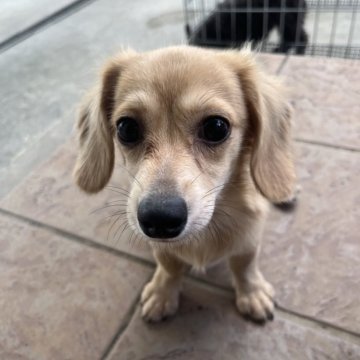 チワックス(チワワ×ダックスフンド)【沖縄県・男の子・2025年6月1日・レッド】の写真「✨ラストサマーセール開催中✨」