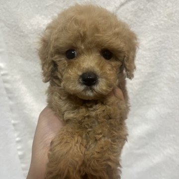 トイプードル(トイ)【沖縄県・女の子・2025年8月16日・レッド】の写真「目がくっきりな女の子」